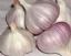 hybrid garlic